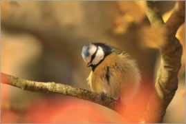 <p>SÝKORA MODŘINKA (Cyanistes caeruleus)</p>